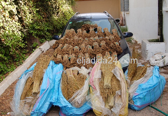 الدرك الملكي بمركز أولاد غانم بالجديدة يوقف سيارة محملة باكثر من 140 كيلوغراما من المخدرات