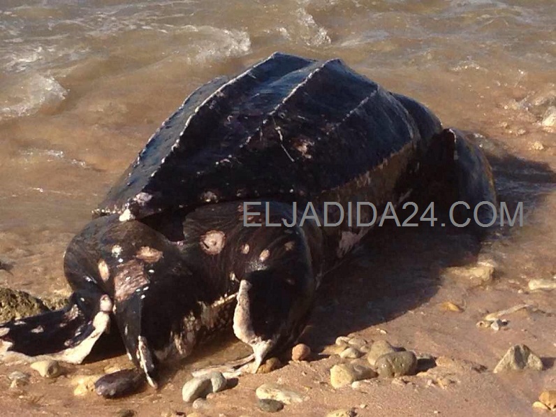 البحر يلفظ سلحفاة ضخمة على شاطئ جماعة مولاي عبدالله