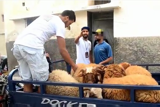 بالفيديو.. ملخص توزيع خرفان العيد من طرف جمعية شباب الخير بمدينة الجديدة ذي الحجة 1435 هــ