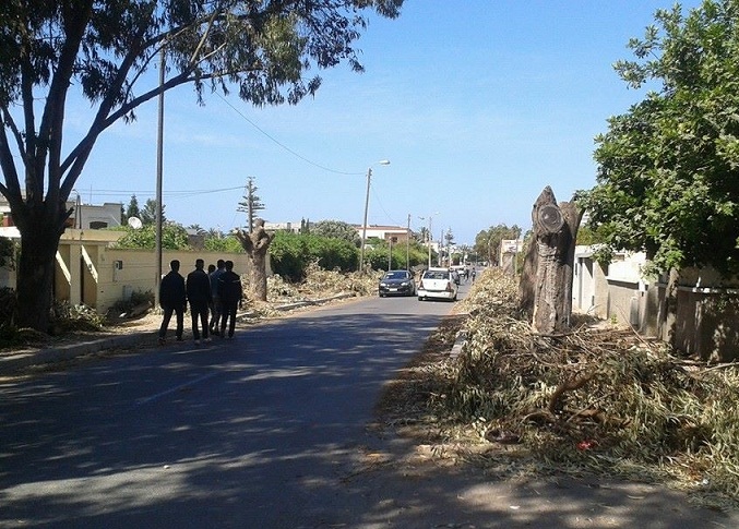 جدل بالجديدة حول اقتلاع أشجار معمّرة بوسط المدينة والجماعة الحضرية تدافع عن قرارها