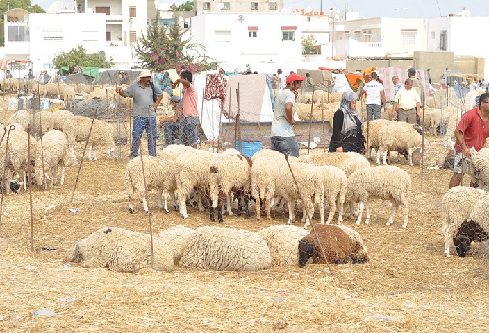 بلدية الجديدة تفوت صفقة الرحبة.. تجار الغنم احذروا الابتزاز فثمن الرأس 20 درهما فقط