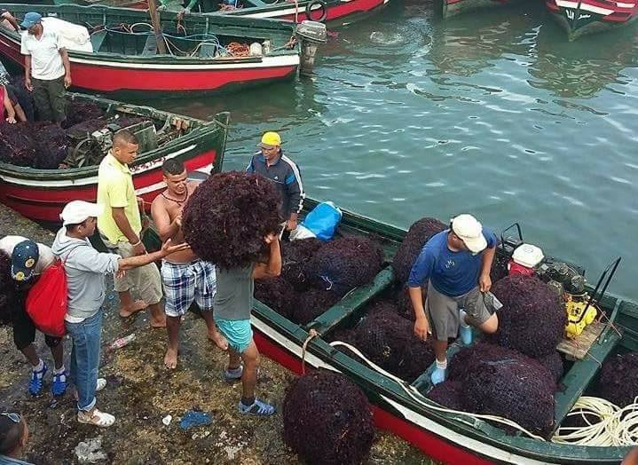 انطلاق موسم جني الطحالب بساحل الجديدة في أجواء ايجابية وارتياح عام لدى المهنيين