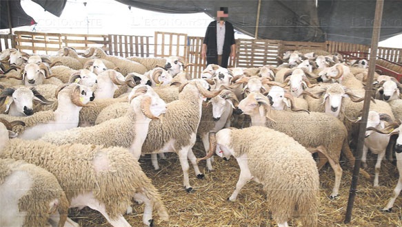 من بينها 130 ألف رأس باقليم الجديدة.. توفير أزيد من مليون رأس غنم بجهة الدار البيضاء سطات لعيد الأضحى 