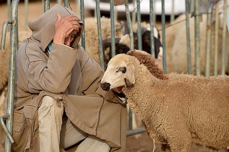 ارتفاع أسعار الأضاحي .. معاناة المواطنين بين مطرقة الشناقة وسندان الغلاء