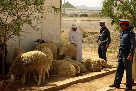 ''الفراقشية'' يبسطون سطوتهم نهارا بجماعة الشعيبات بإقليم الجديدة