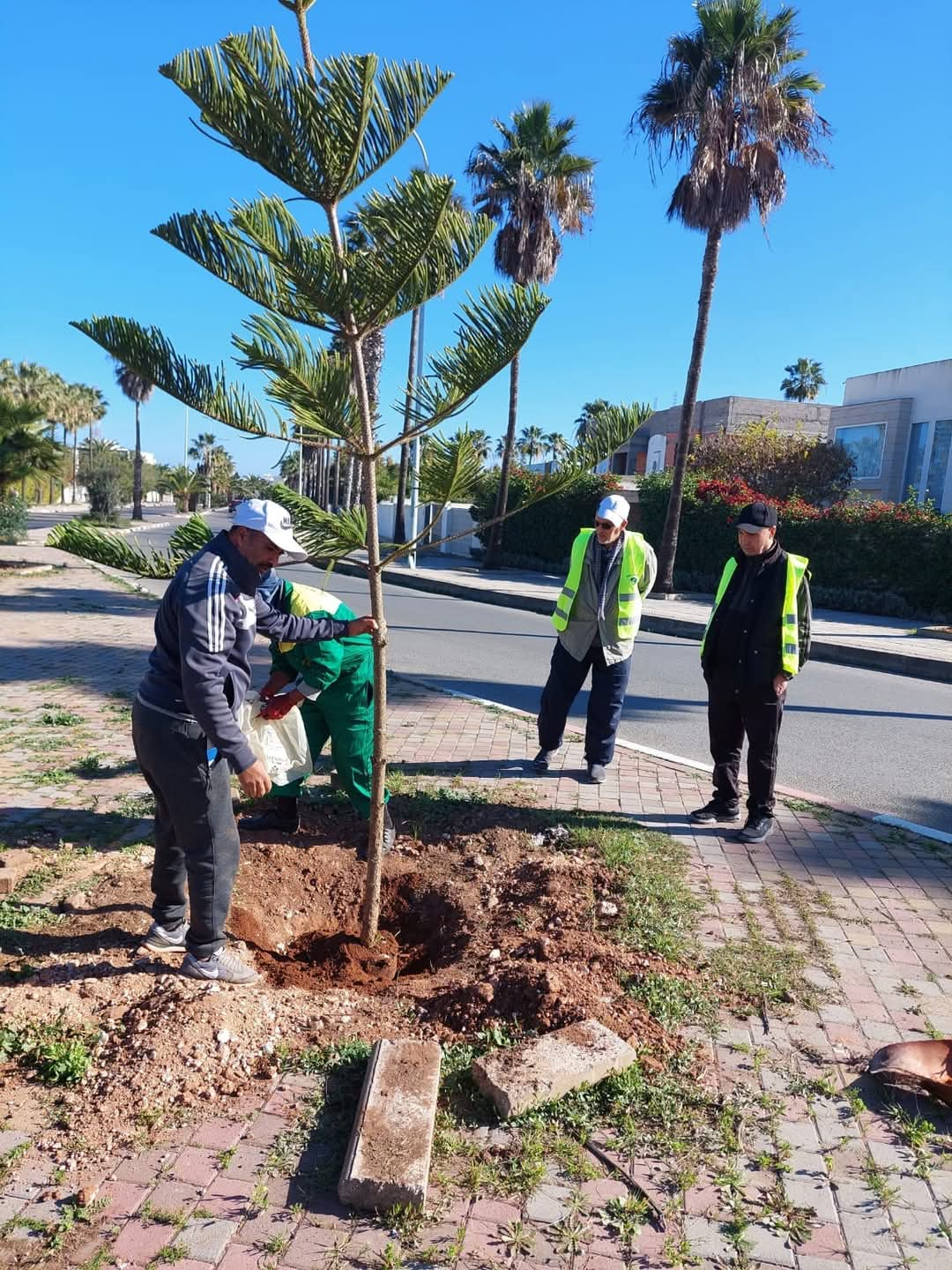 جمعية الفضاء الأخضر تواصل مبادراتها لغرس الأشجار وتحسين المشهد الحضري بالجديدة