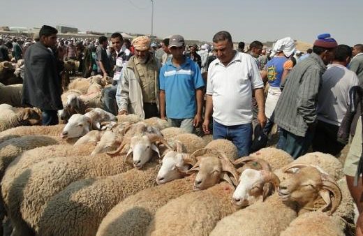 جدل إلغاء عيد الأضحى ينعش تجارة الأكباش بالأسواق الأسبوعية